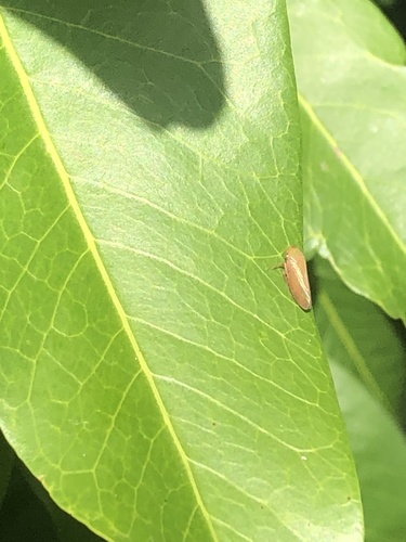 Alotartessus iambe, 2023-10-10