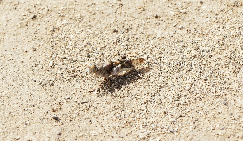 Sphingonotus canariensis