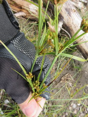 Cyperus houghtonii