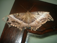 Lepidoptera