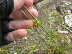 Cyperus houghtonii