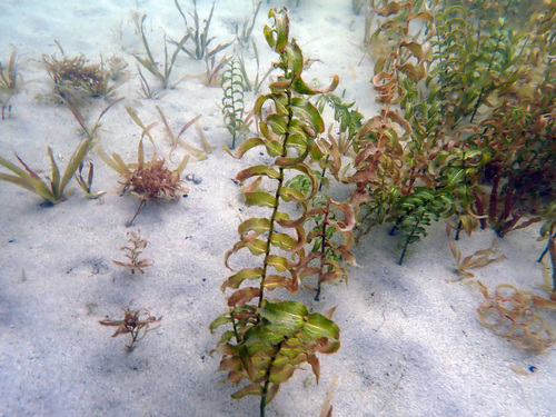 Richardson's pondweed (Potamogeton richardsonii)