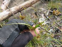 Cyperus houghtonii