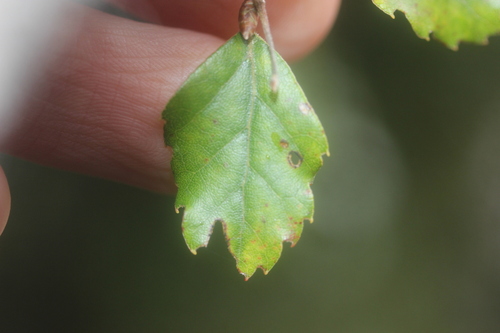 Nothofagus fusca