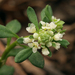 Poranthera microphylla - Photo (c) Connor Margetts, μερικά δικαιώματα διατηρούνται (CC BY), uploaded by Connor Margetts