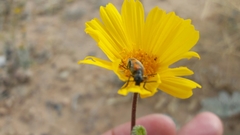 Eupompha elegans