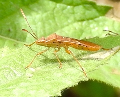 Burtinus notatipennis