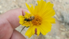 Eupompha elegans