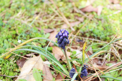 Muscari