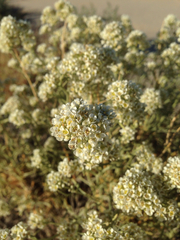 Lepidium fremontii