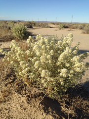 Lepidium fremontii