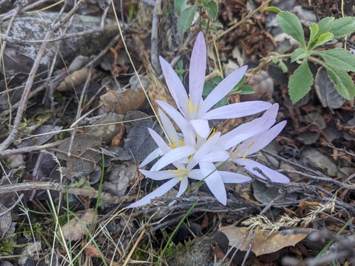 Colchicum troodi