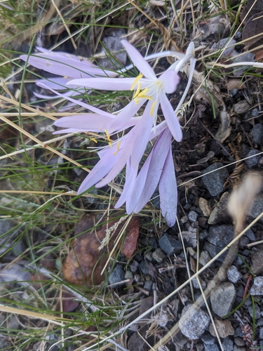 Colchicum troodi