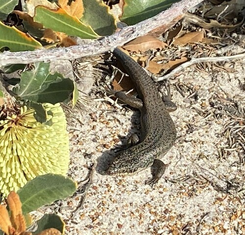 South-western Crevice Skink, Egernia napoleonis