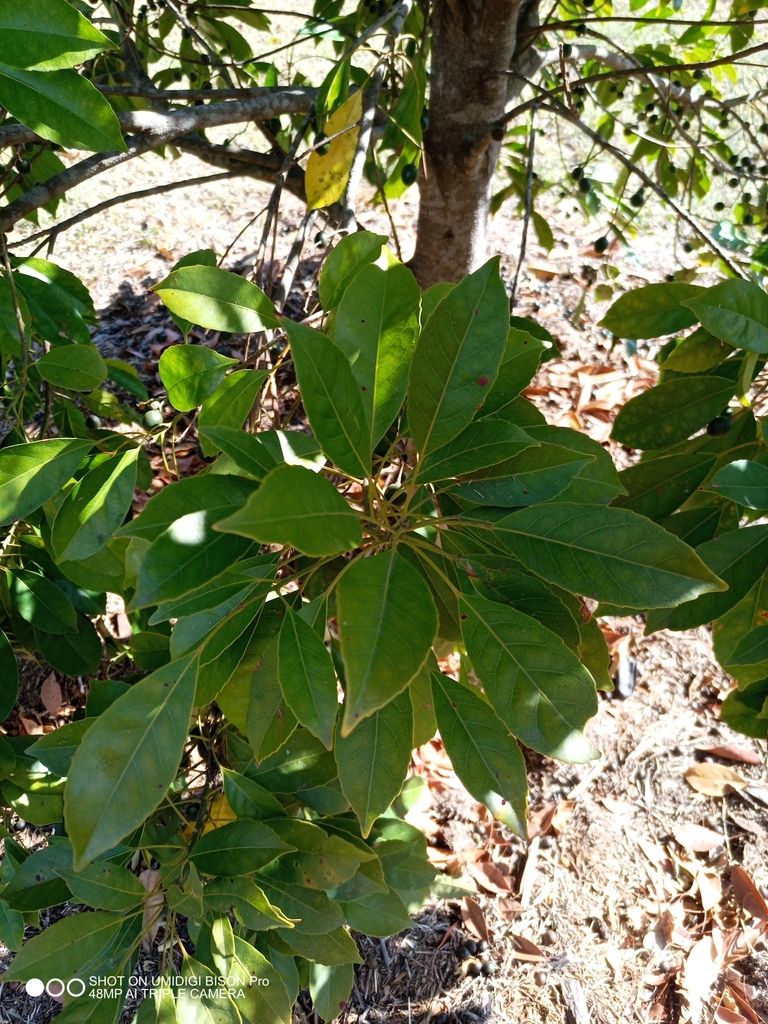 Smooth-leaved Quandong from Southside QLD 4570, Australia on October 11 ...