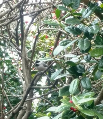 Poecile carolinensis