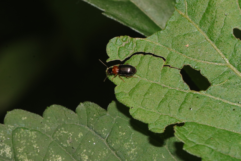 Desbordesius