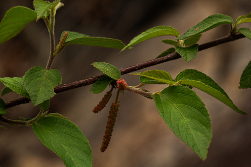 Understorey false-nettle (Acalypha chirindica)