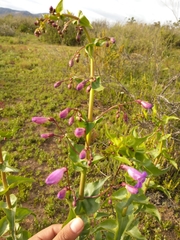 Penstemon spectabilis spectabilis