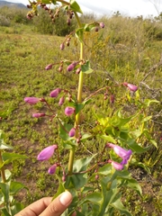 Penstemon spectabilis spectabilis
