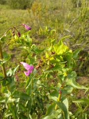 Penstemon spectabilis spectabilis