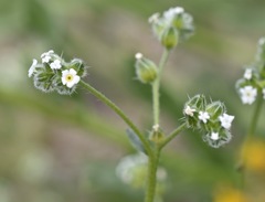 Cryptantha pterocarya