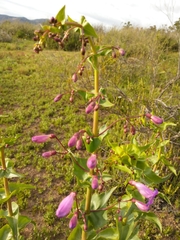 Penstemon spectabilis spectabilis
