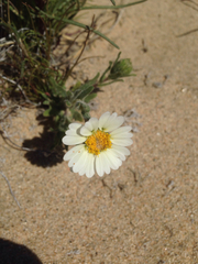 Layia glandulosa