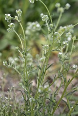 Cryptantha pterocarya