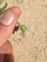Layia glandulosa