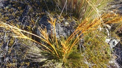 Aciphylla montana