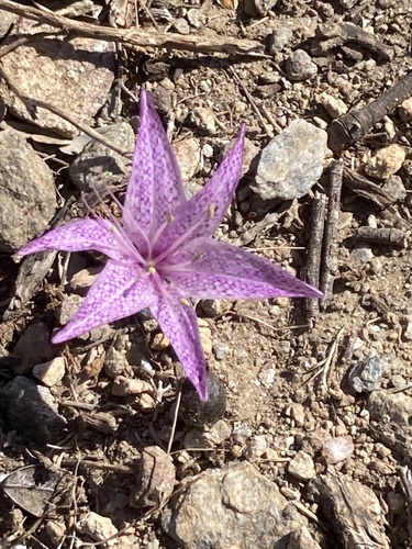 Colchicum variegatum