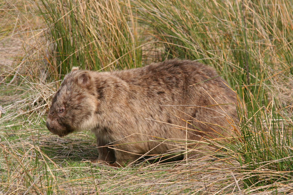 Bare-nosed Wombats