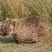 Bare-nosed Wombats - Photo (c) Duncan, some rights reserved (CC BY-SA)