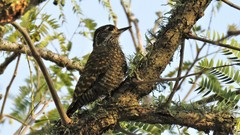 Dryobates spilogaster