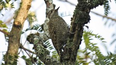 Dryobates spilogaster