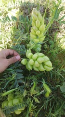 Astragalus pomonensis