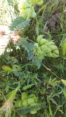 Astragalus pomonensis