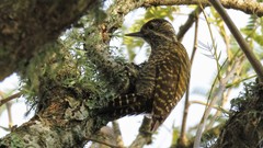 Dryobates spilogaster