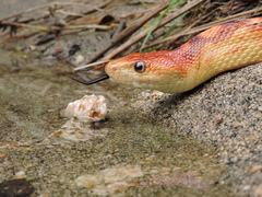 Pituophis vertebralis