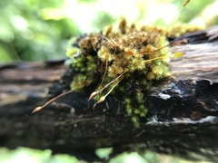 Macromitrium microstomum