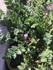 Erodium cicutarium