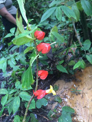 Drymonia semicordata