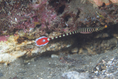 Dunckerocampus dactyliophorus