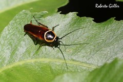 Pseudomops neglectus