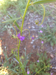 Neogaerrhinum strictum