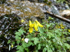 Corydalis lathyroides