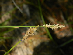 Carex arcta
