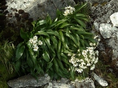 Dolichoglottis scorzoneroides