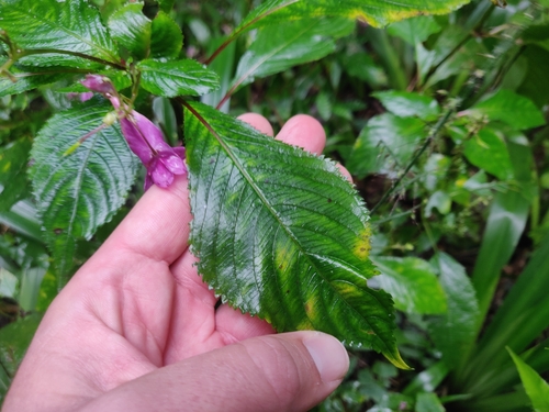 Image of Impatiens textorii by (c) Alexander Wentworth, some rights reserved (CC BY)